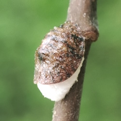Pulvinaria vitis